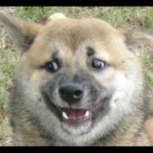 Meet your Posher, Riley